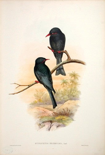 Formosan Hypsipetes