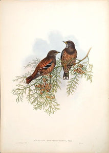 Red-backed Accentor