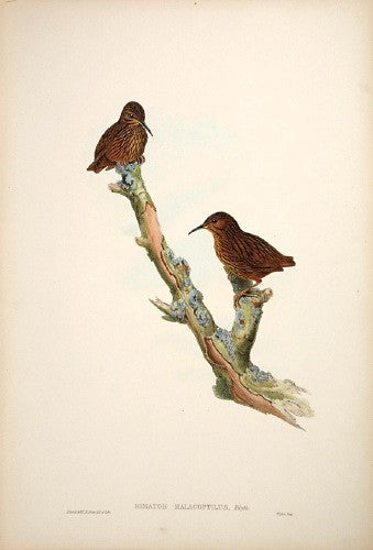 Long-billed Wren