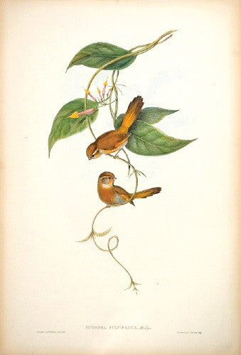 Fulvous-fronted Suthora