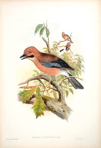 Formosan Jay