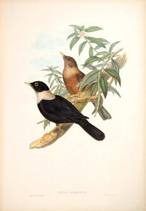 White-collared Merula