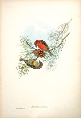 Himalayan Crossbill