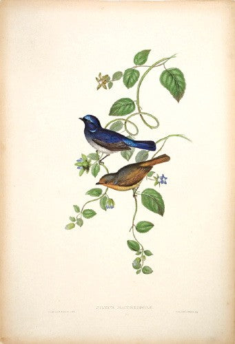 MacGregor's Niltava
