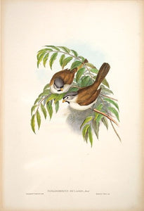 Grey-crowned Paradoxornis
