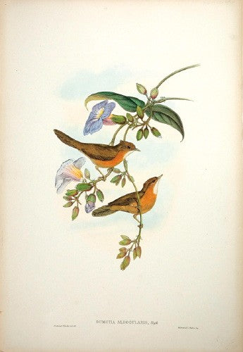 White-throated Dumetia