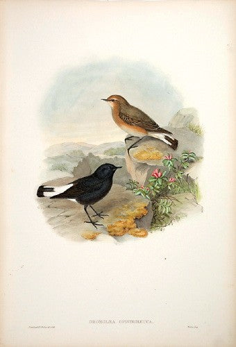 White-tailed Stone-Chat