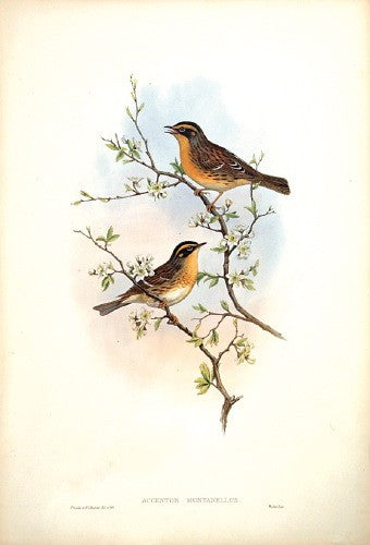Mountain Accentor