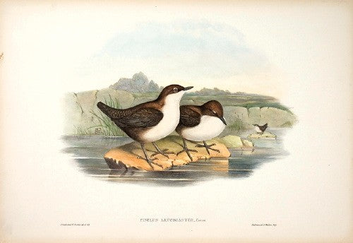 White-bellied Water Ouzel
