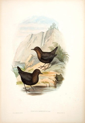 Sombre-coloured Water Ouzel