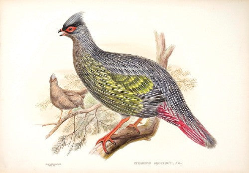 Geoffroy's Francolin