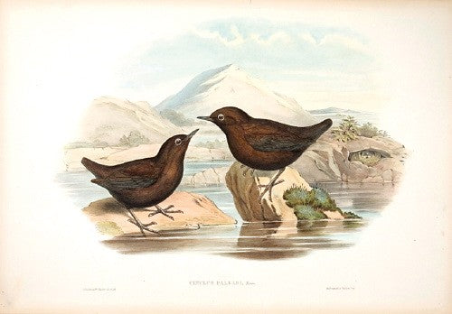 Pallas' Water Ouzel