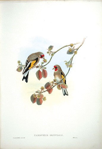 Eastern Goldfinch