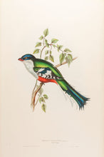 Load image into Gallery viewer, Cuba Trogon