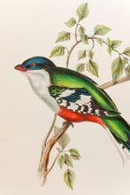 Load image into Gallery viewer, Cuba Trogon