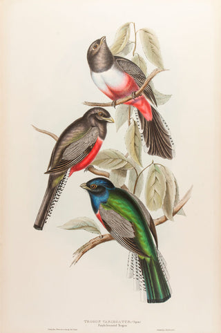 Purple-breasted Trogon