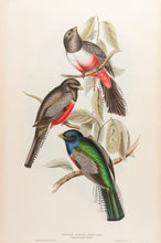 Load image into Gallery viewer, Purple-breasted Trogon