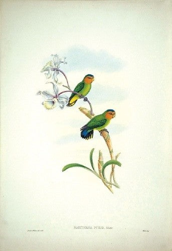 Solomon-Island Pygmy Parrot
