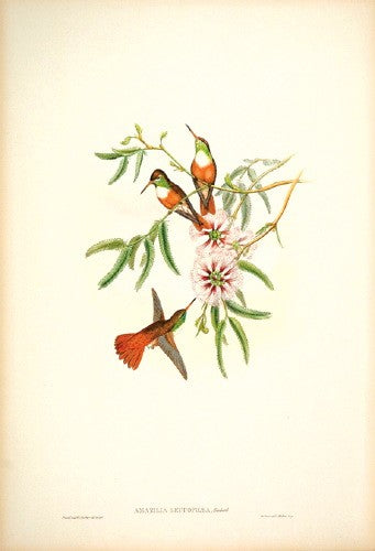 White-breasted Amazili