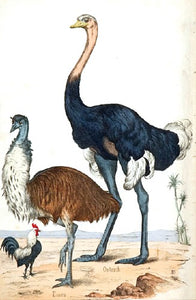 Emu, Ostrich and Chicken