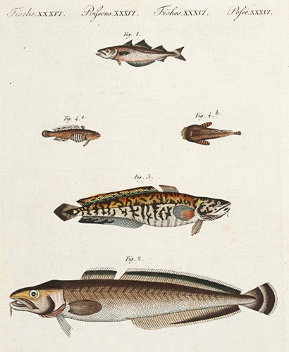 Pollack, Ling, Burbot and Toad Fish