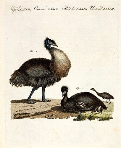 Casuar [Emu
