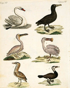 Swan; Spoonbill