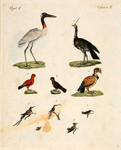 Load image into Gallery viewer, Crane; Parrot
