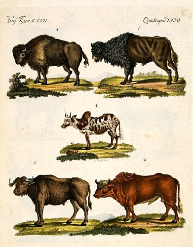 Oxen; Bison