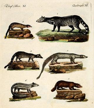 Skunks; Mongeese