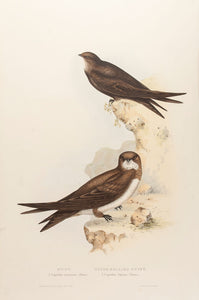 Swift and  White-bellied Swift