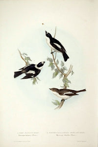 Pied Flycatcher and White-collared Flycatcher