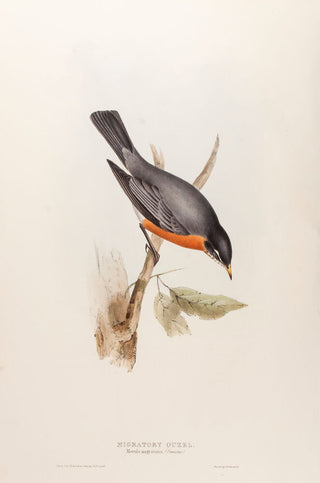 Migratory Ouzel
