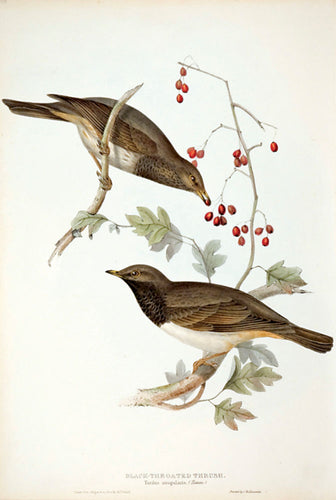 Black-throated Thrush