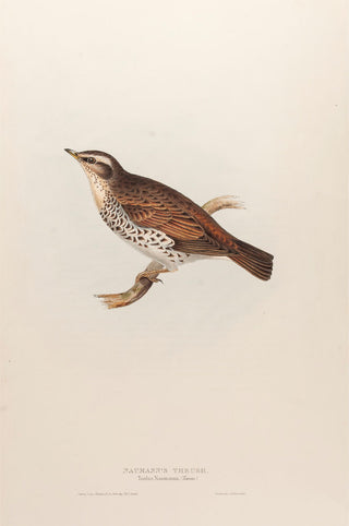 Naumann's Thrush