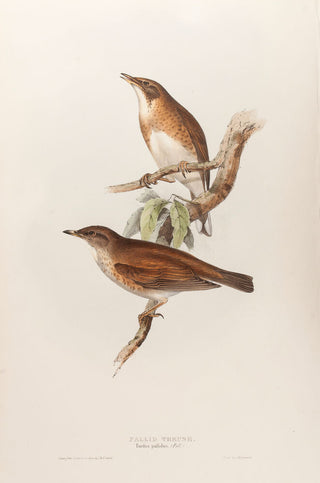 Pallid Thrush [Pale Thrush