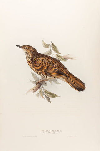 White's Thrush