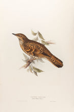Load image into Gallery viewer, White&#39;s Thrush