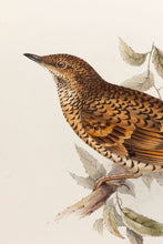 Load image into Gallery viewer, White&#39;s Thrush
