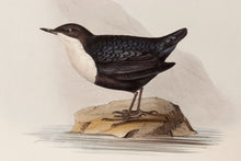 Load image into Gallery viewer, Black-bellied Water Ouzel