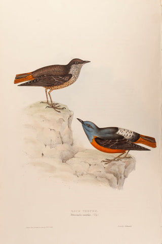 Rock Thrush