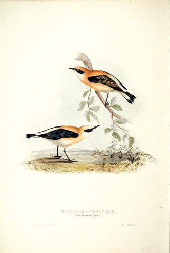 Black-eared Wheatear