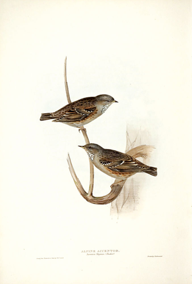 Alpine Accentor