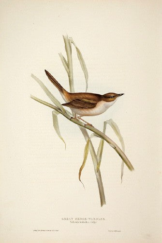 Great Sedge Warbler