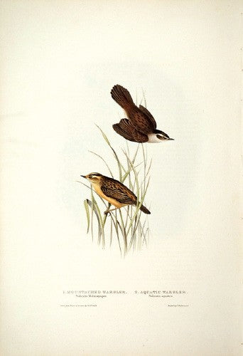 Moustached Warbler and Aquatic Warbler
