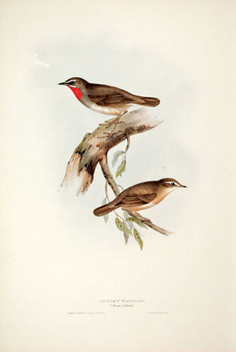 Gorget Warbler