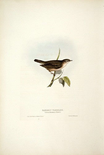 Garden Warbler