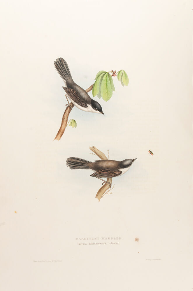 Sardinian Warbler