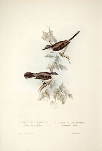 Common White-throat and Lesser White-throat