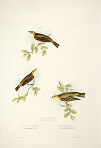 Willow Wren, Chiff-chaff and  Wood Wren